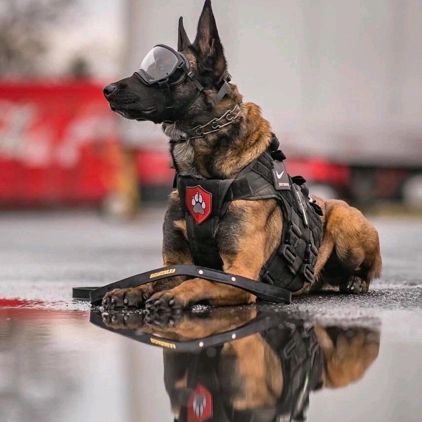 渔夫训犬