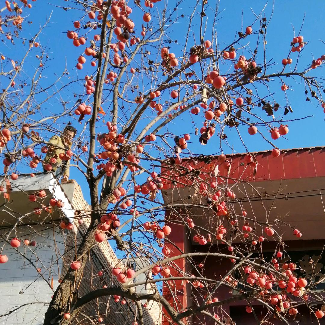 随缘（帘绵不断）