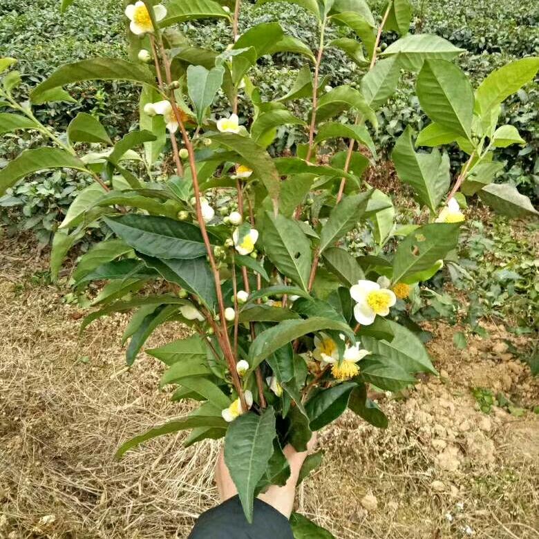 Ada汝城佳茗茶庄