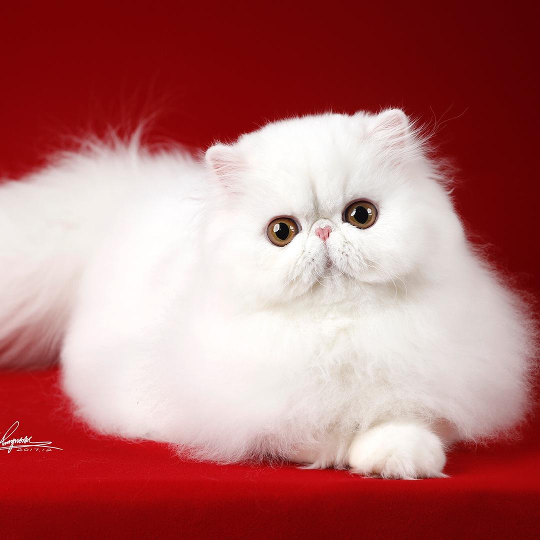 Lucky甜甜圈加菲猫