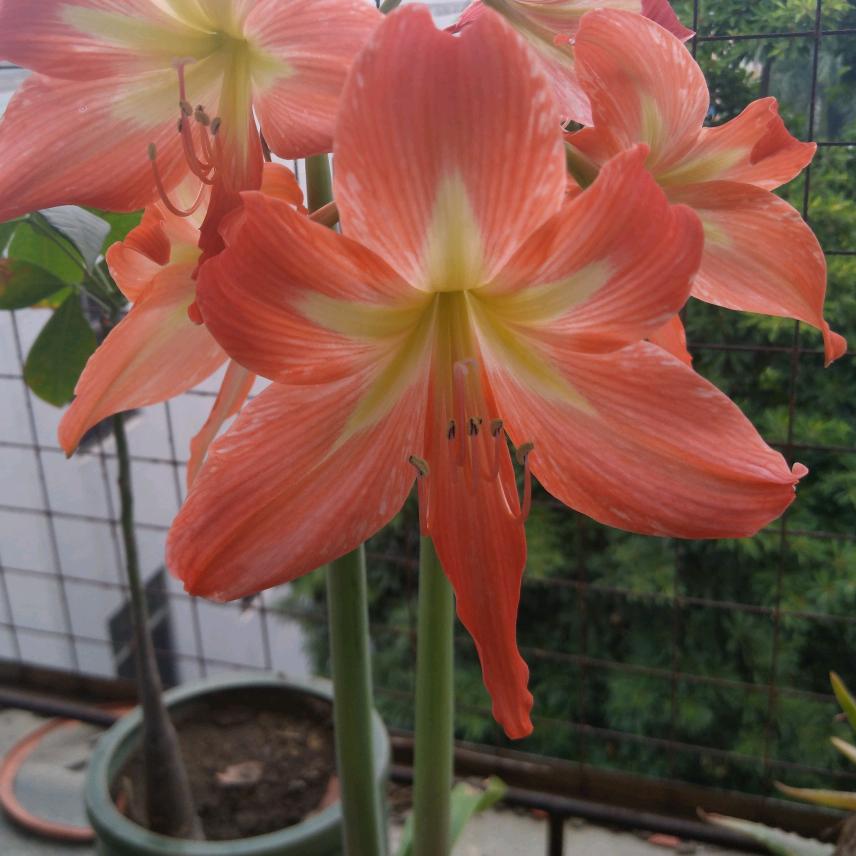 朱朱小懒