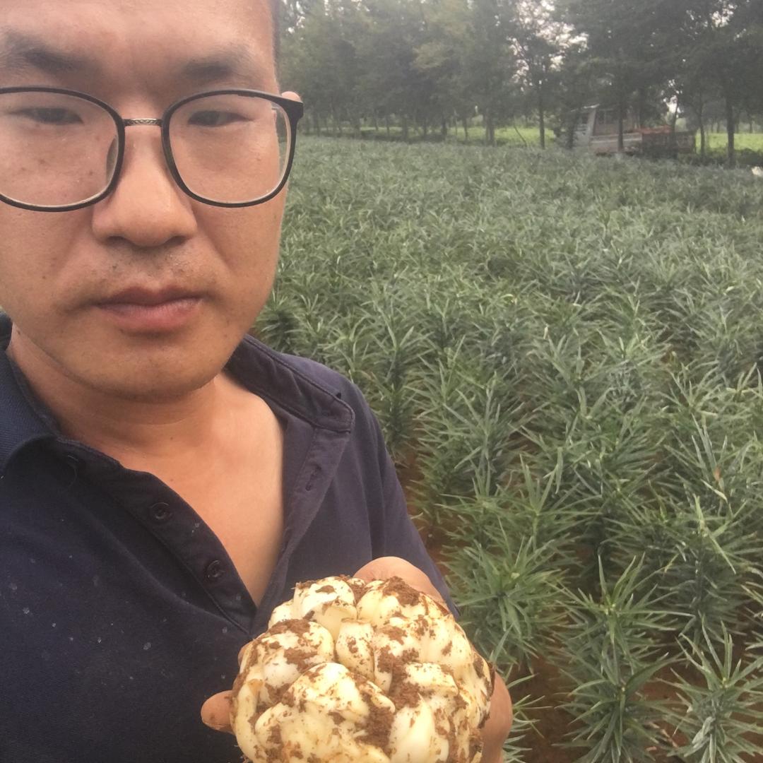 宜兴市顺南官渎百合种植专业合作社