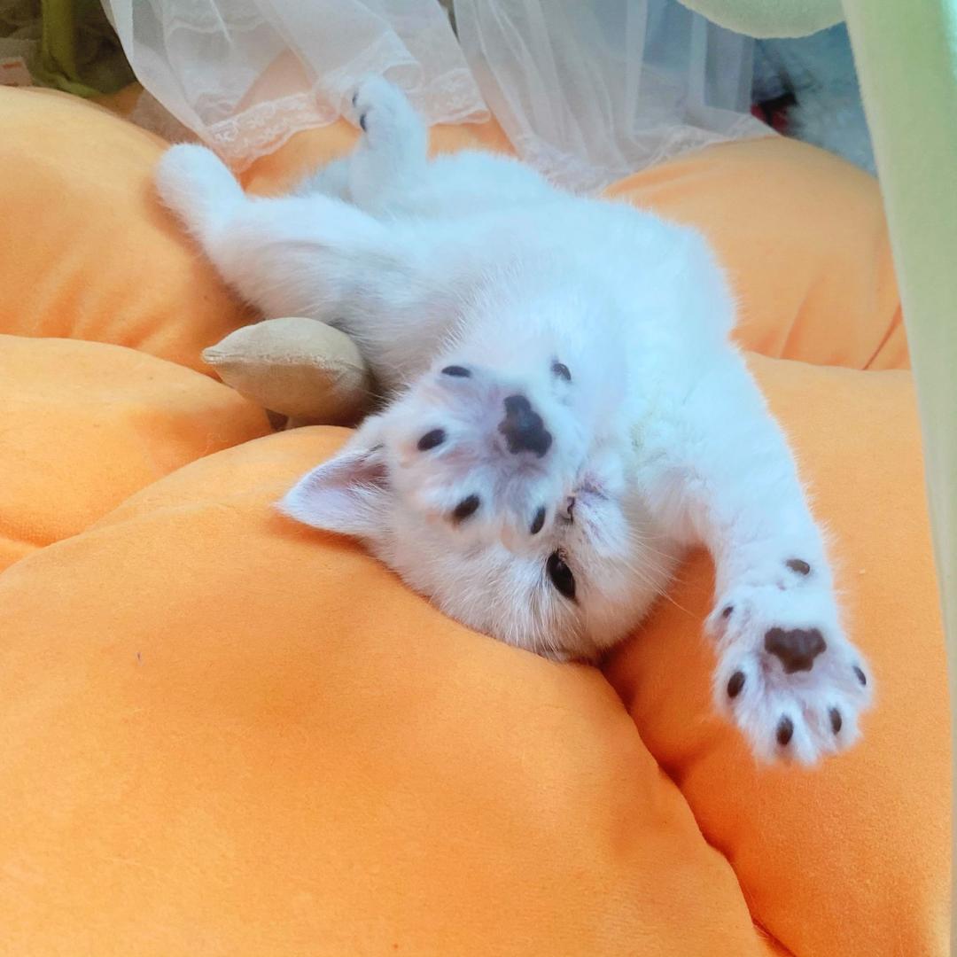 😽秋不了一点•