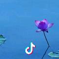 清荷