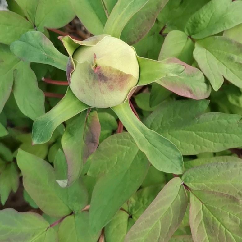 用户清风夏荷