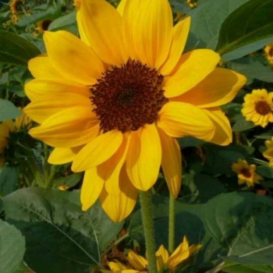幸福像🌺 一样