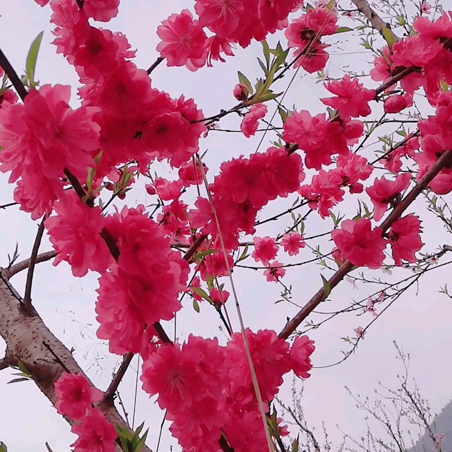 你若安好，便是晴天