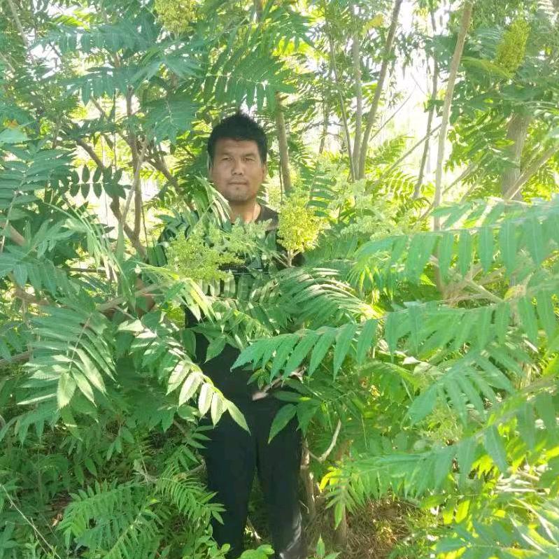 艾麦尔阿布拉