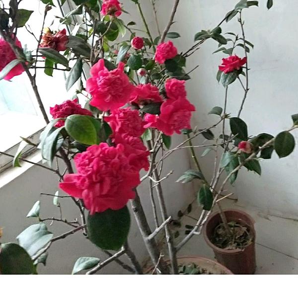 娥娥🌹🌹