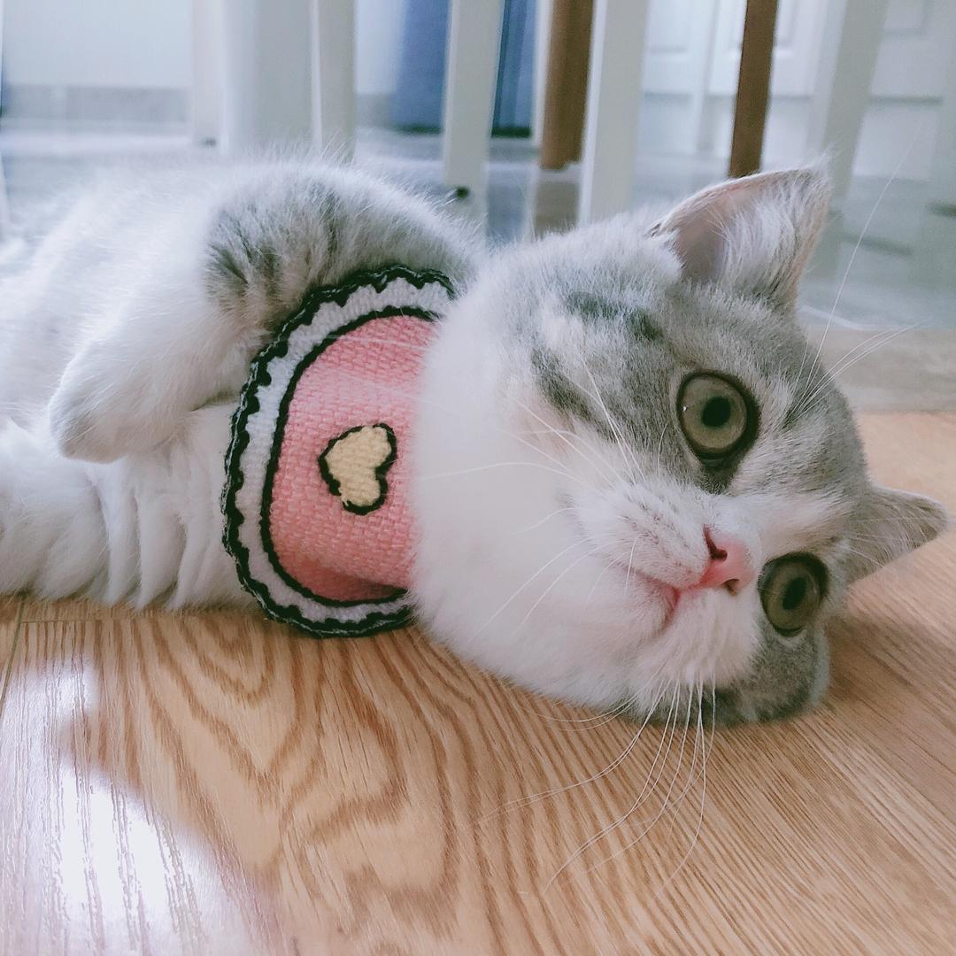 汤圆酱是只矮脚猫