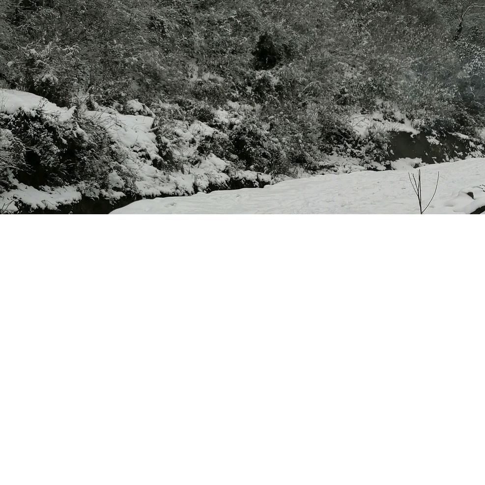 杨，