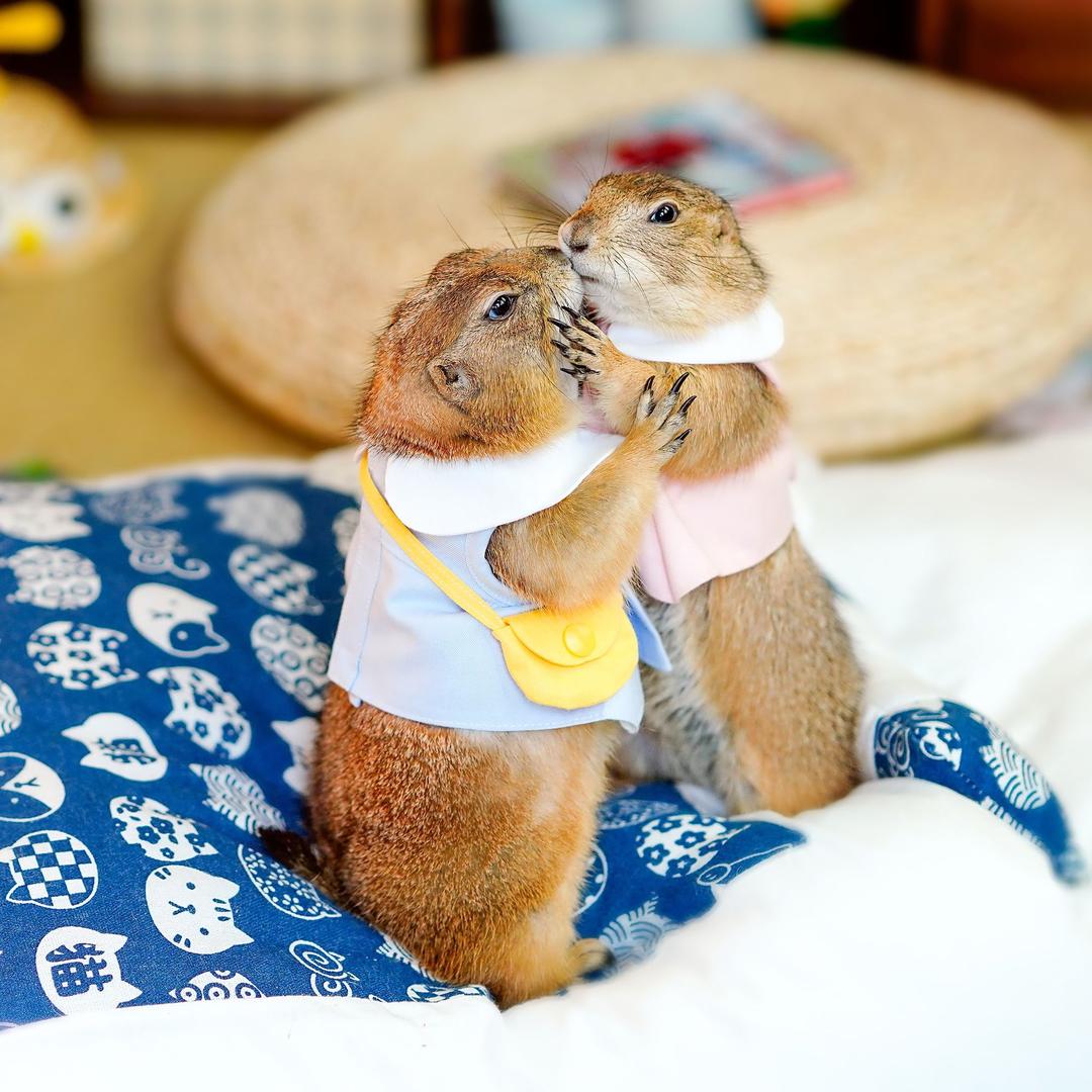 🐹Summer🌈Kiwi🐹