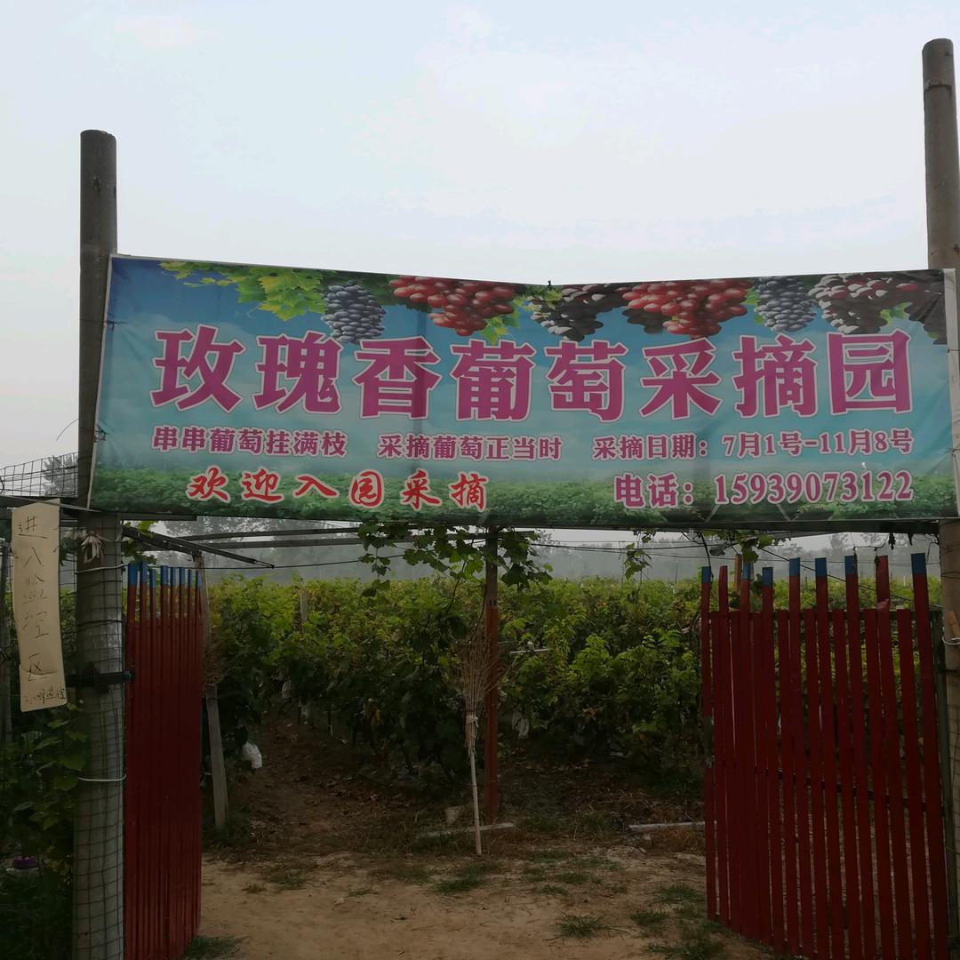 玫瑰香葡萄园