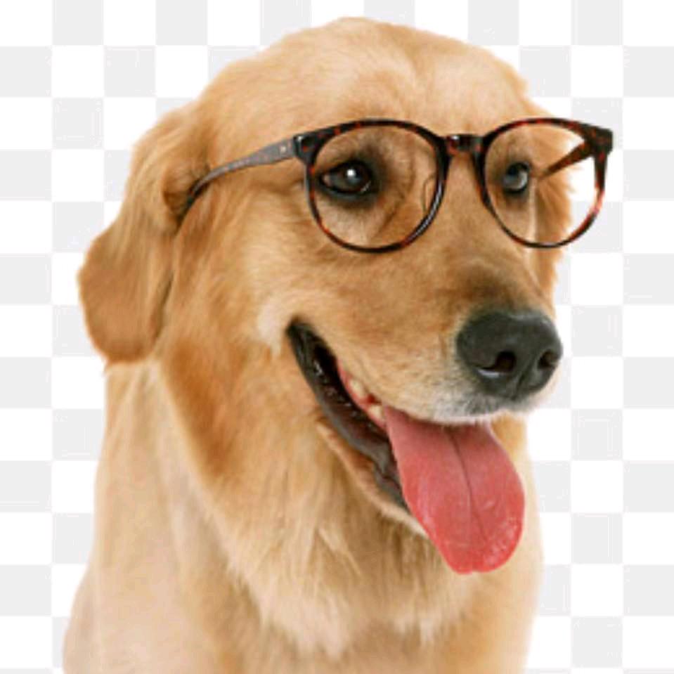 调皮毛孩宠物用品食品店