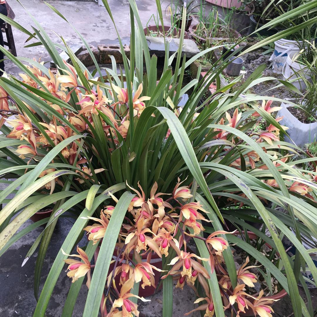 手机用户96805684554