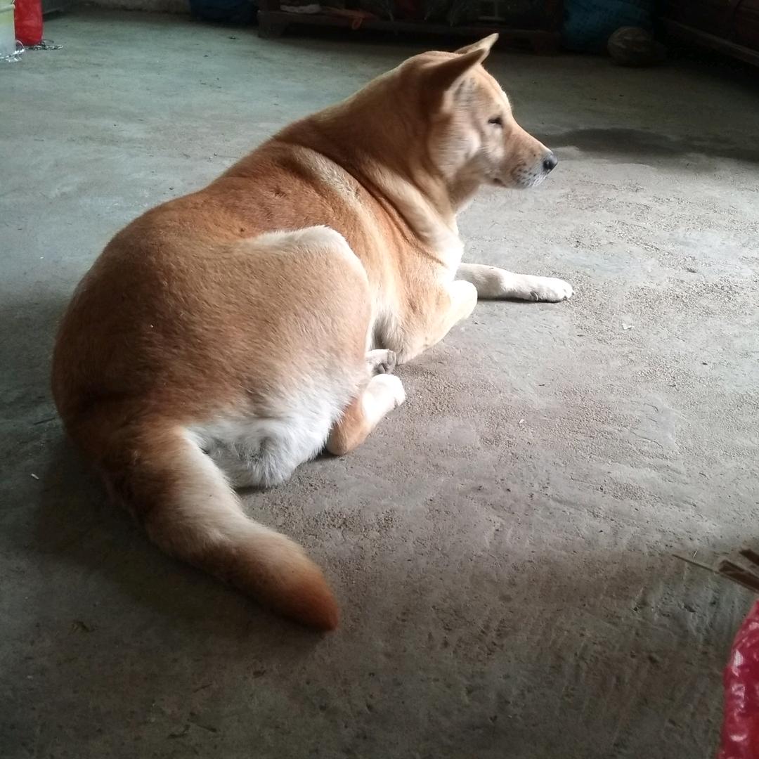 肇庆拉多养殖户