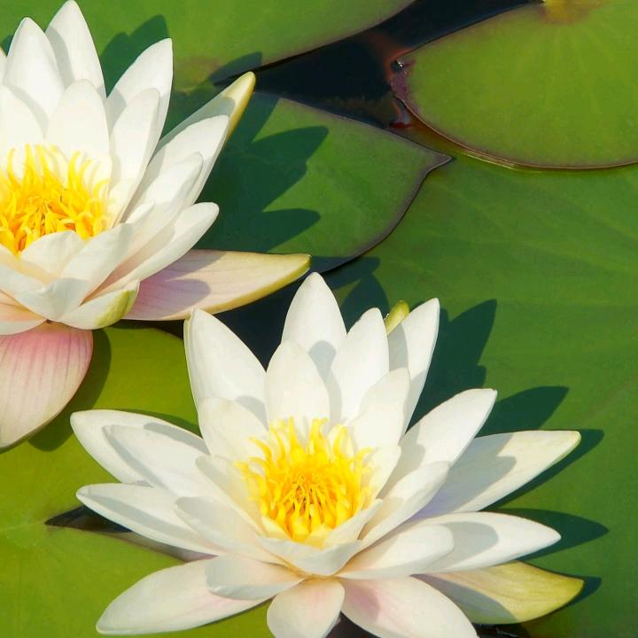 顺珍珍