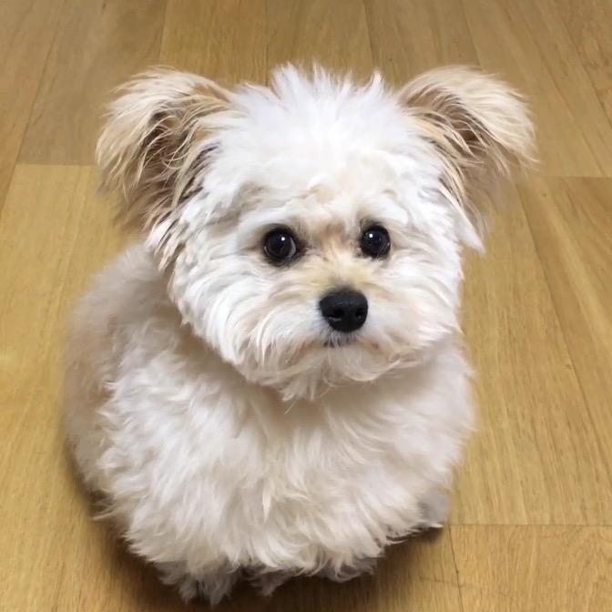 大耳朵小丢丢
