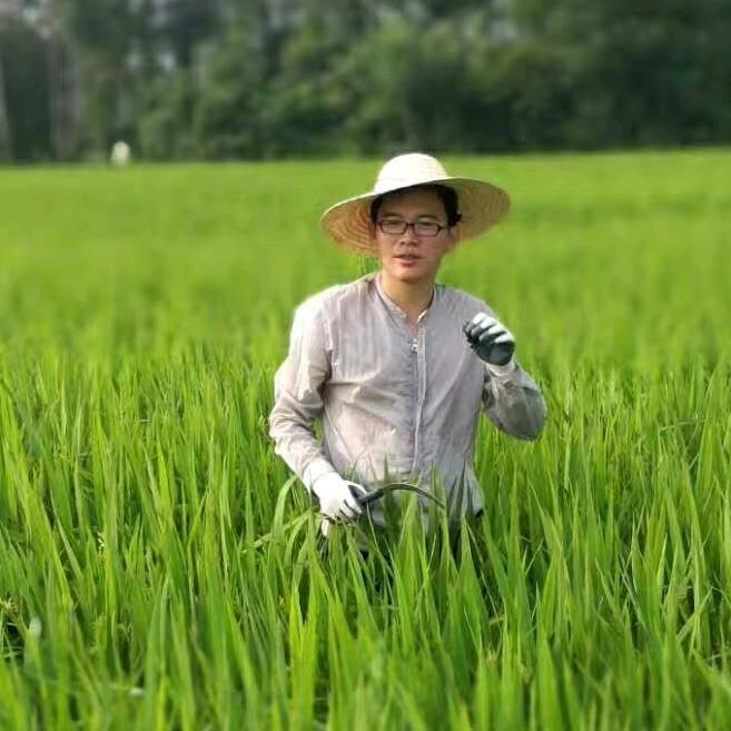 霞说扒稻