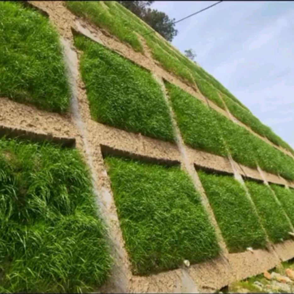 广东边坡绿化复绿植草工程