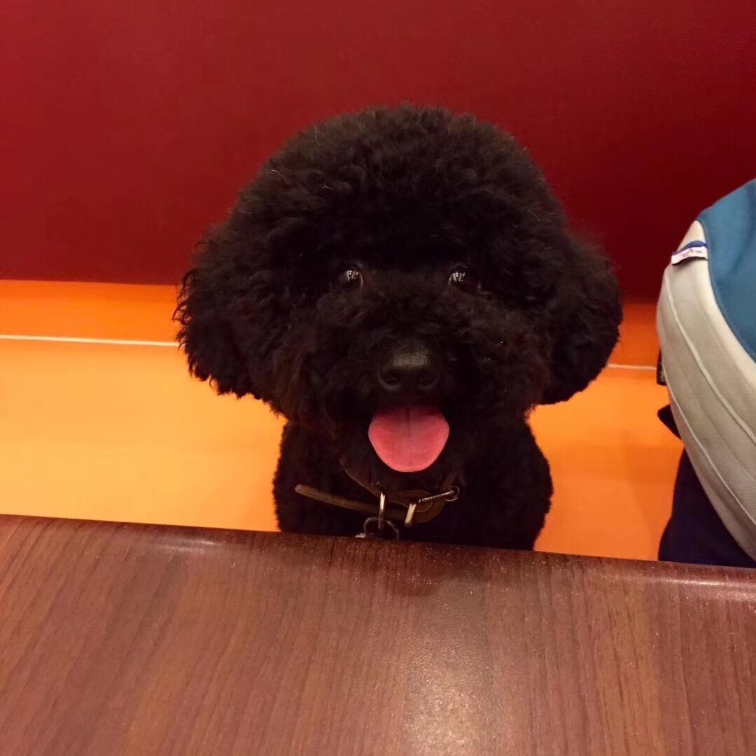 叮小当