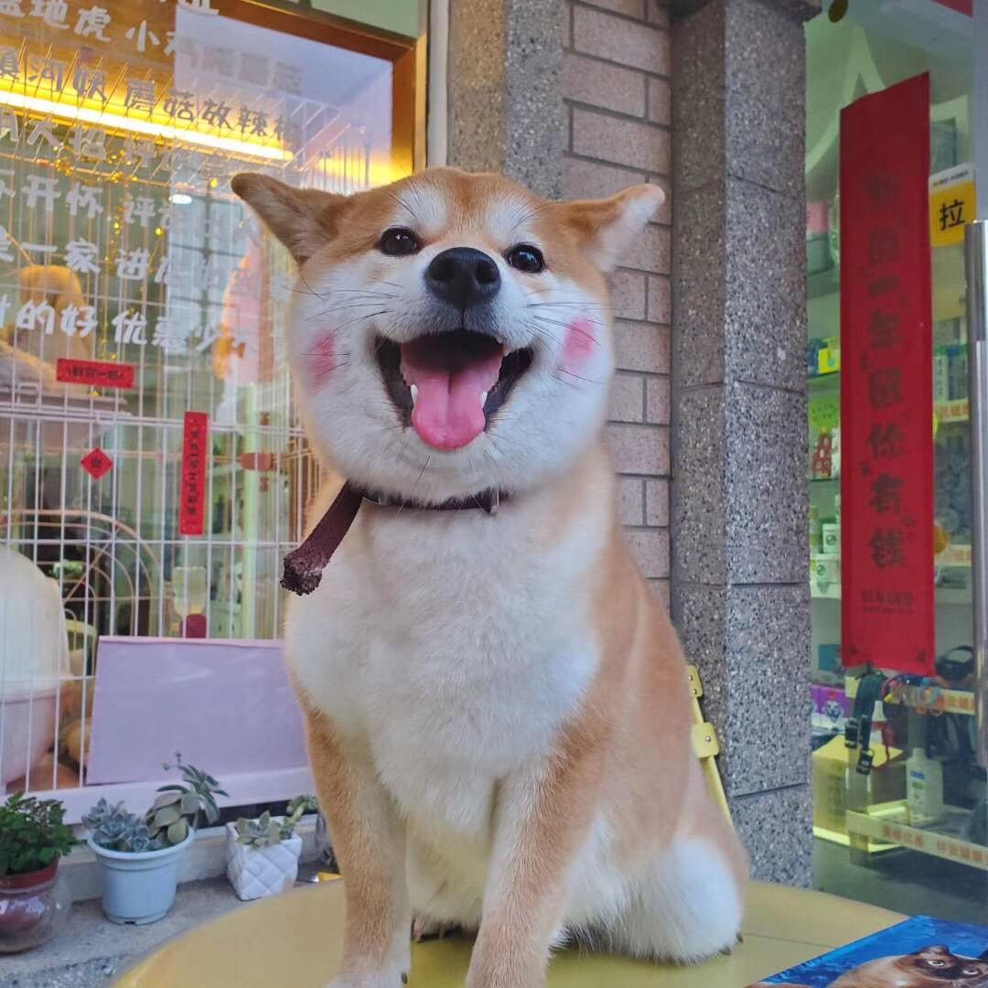 爱它宠物