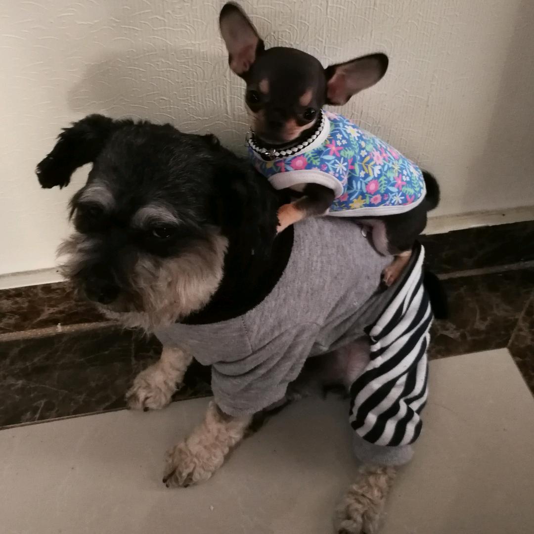 🐶十七👑溜达玩🐶