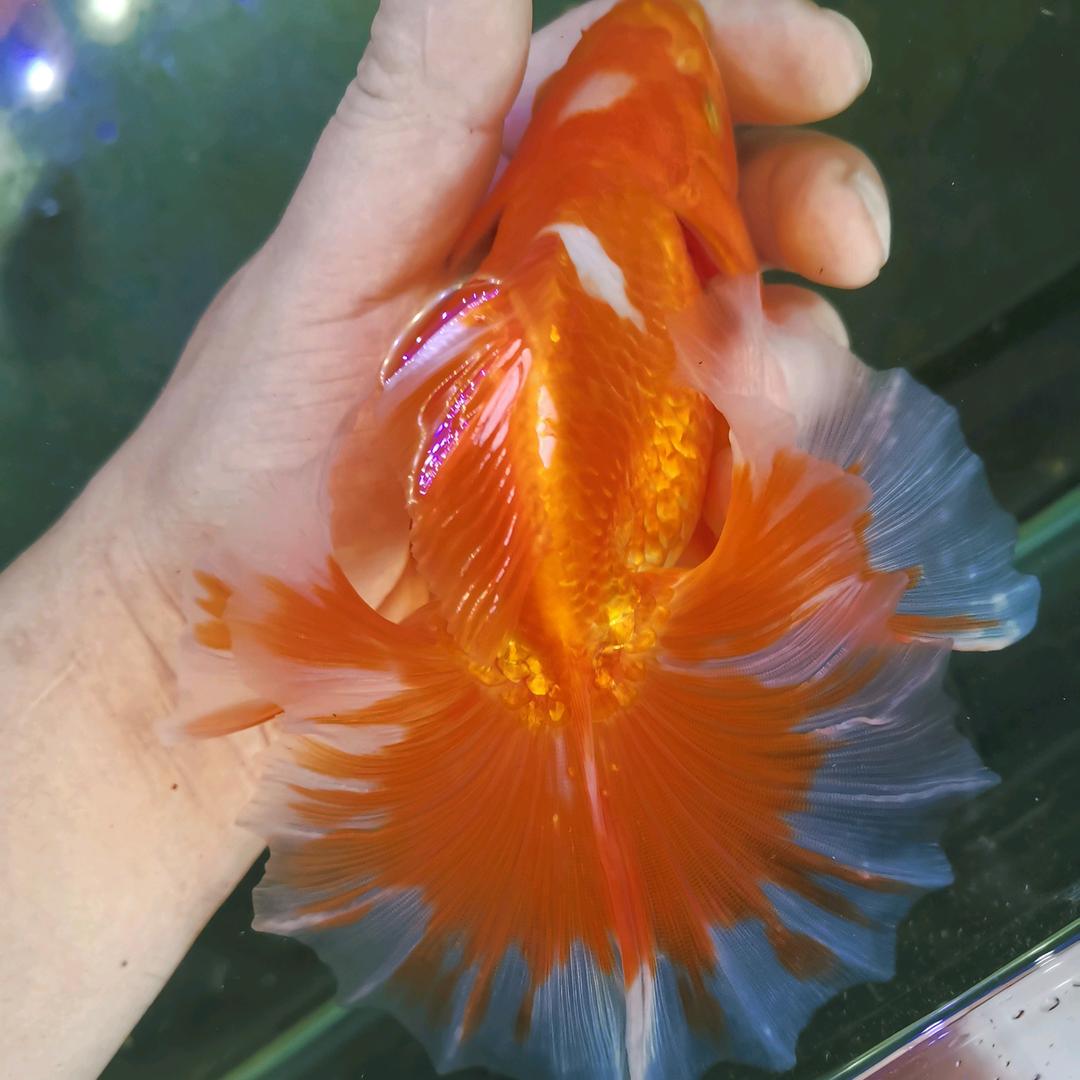 童心