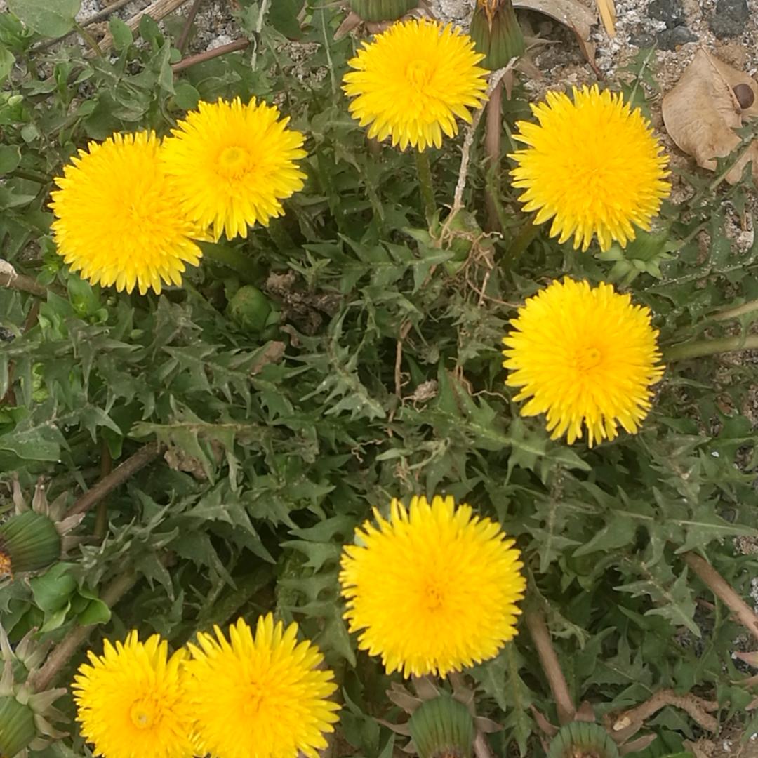 梅蘭竹菊