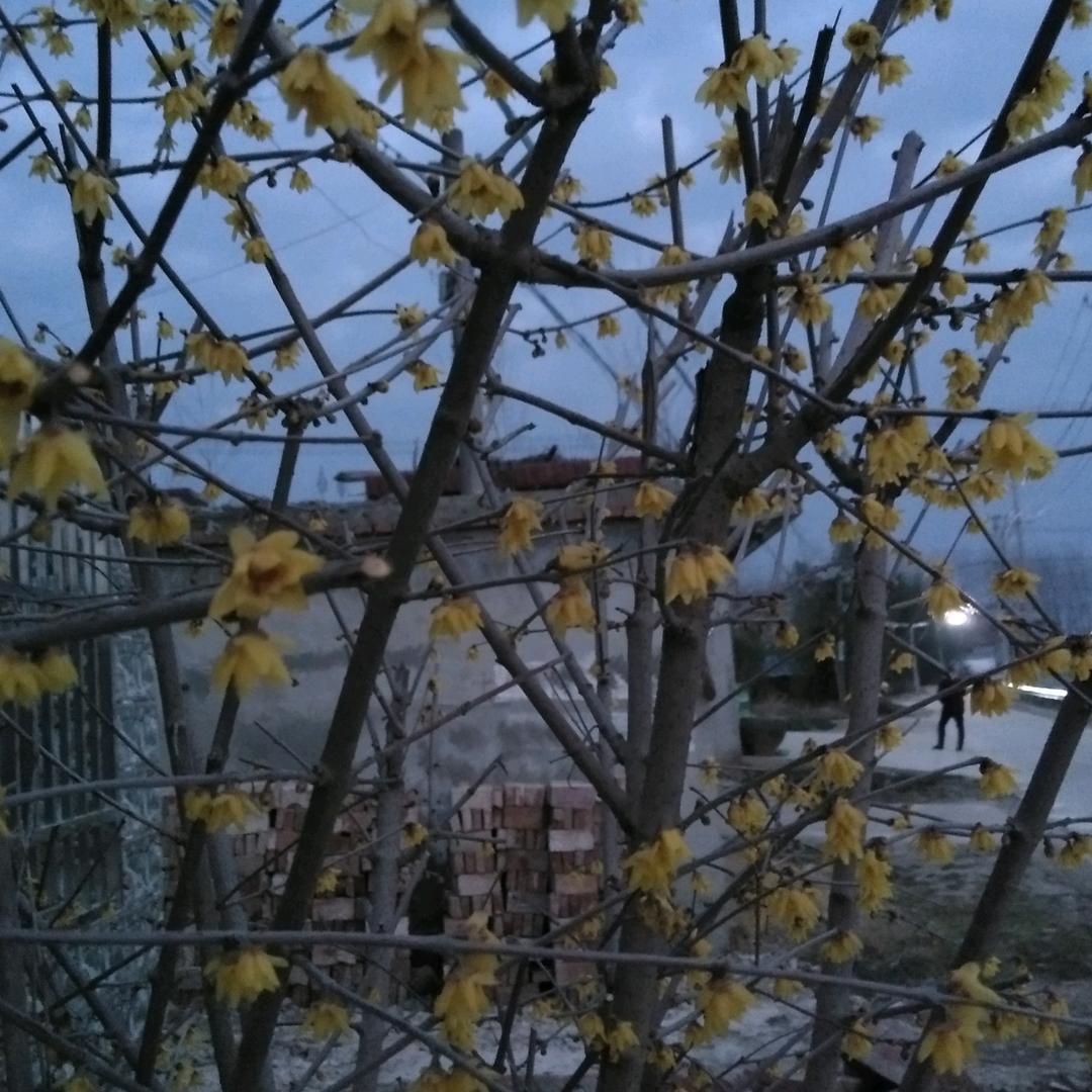 李