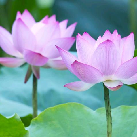 百尼茶庵茶叶沙坪店