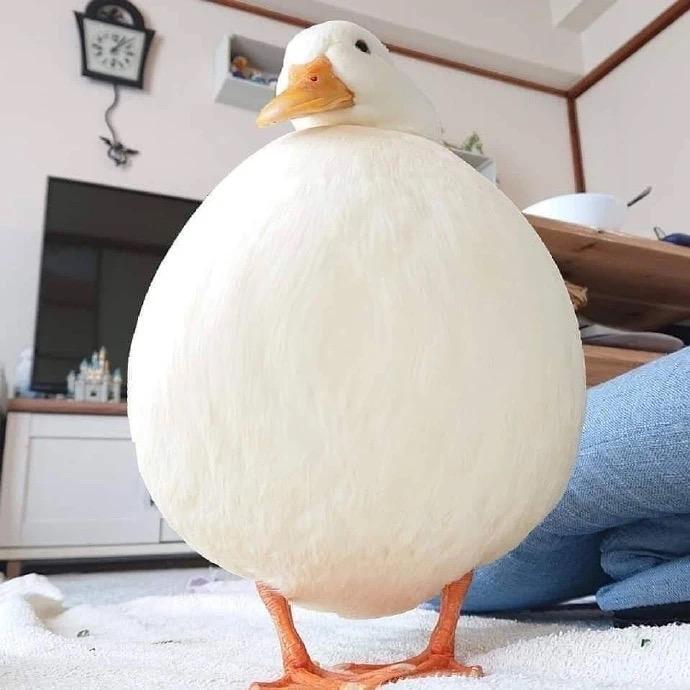 Susukie🍑