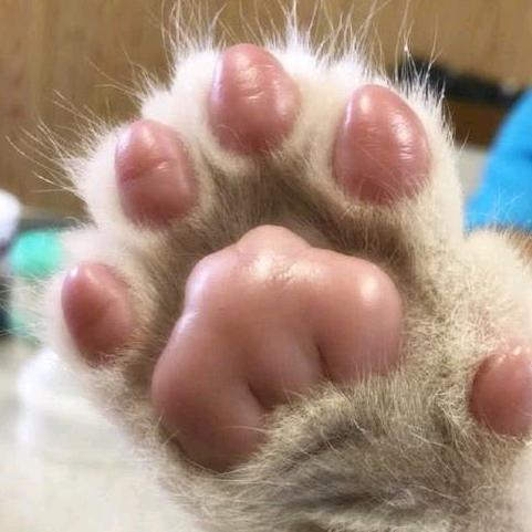 上清童子
