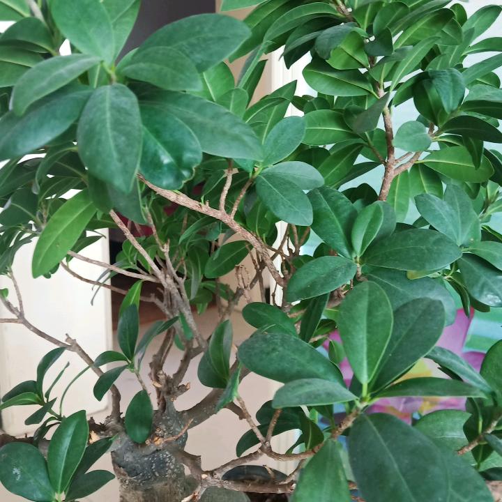 玲