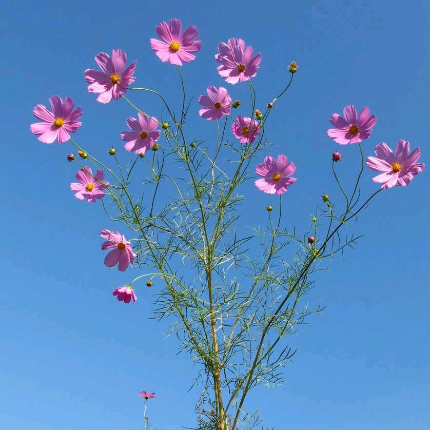 兰花花