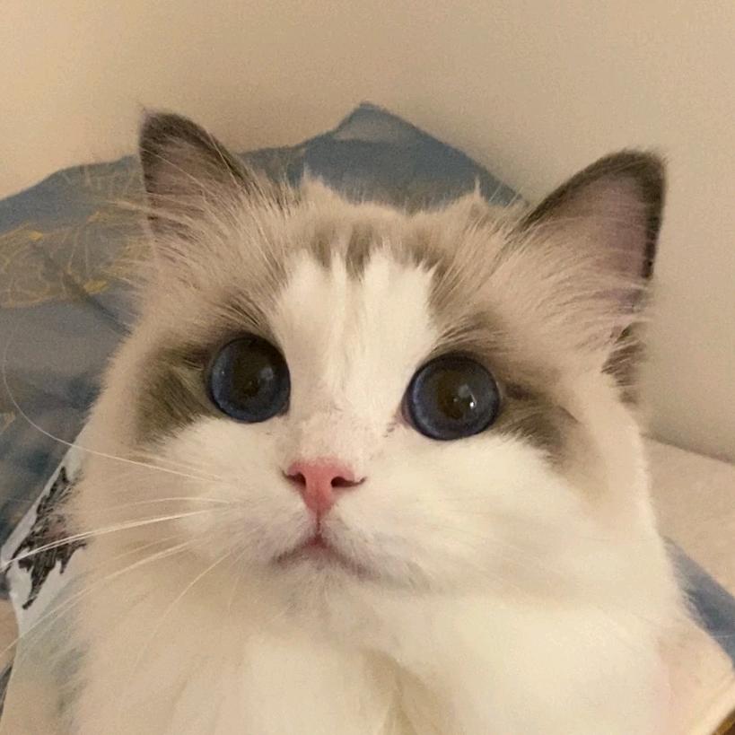 萝卜