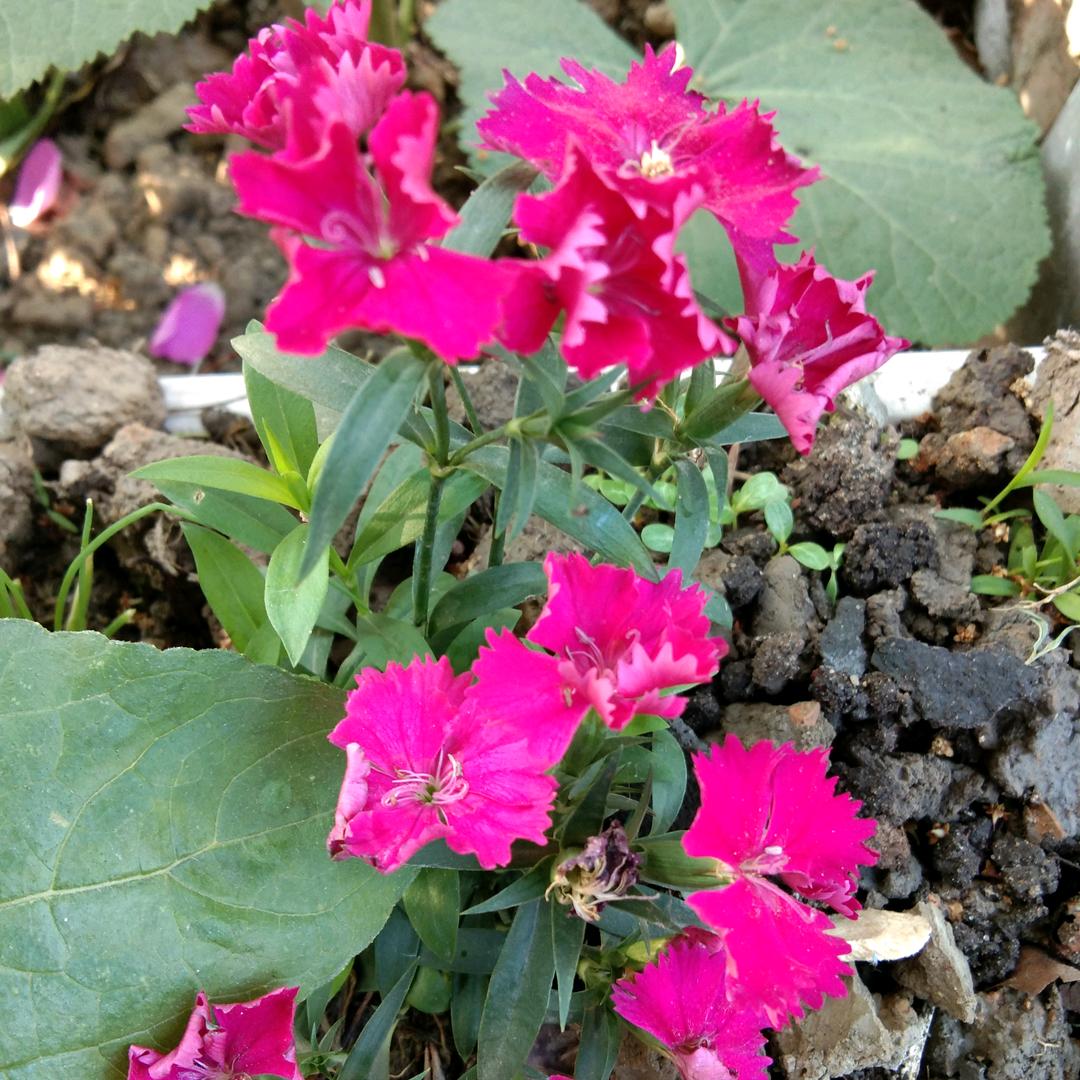 珠珠
