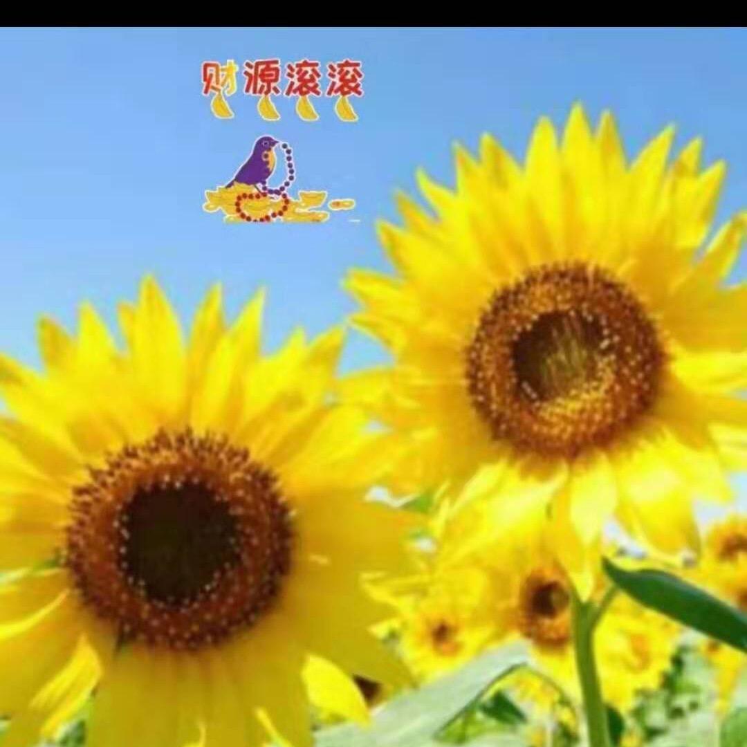 如愿！