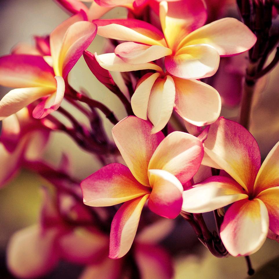 花语花愿