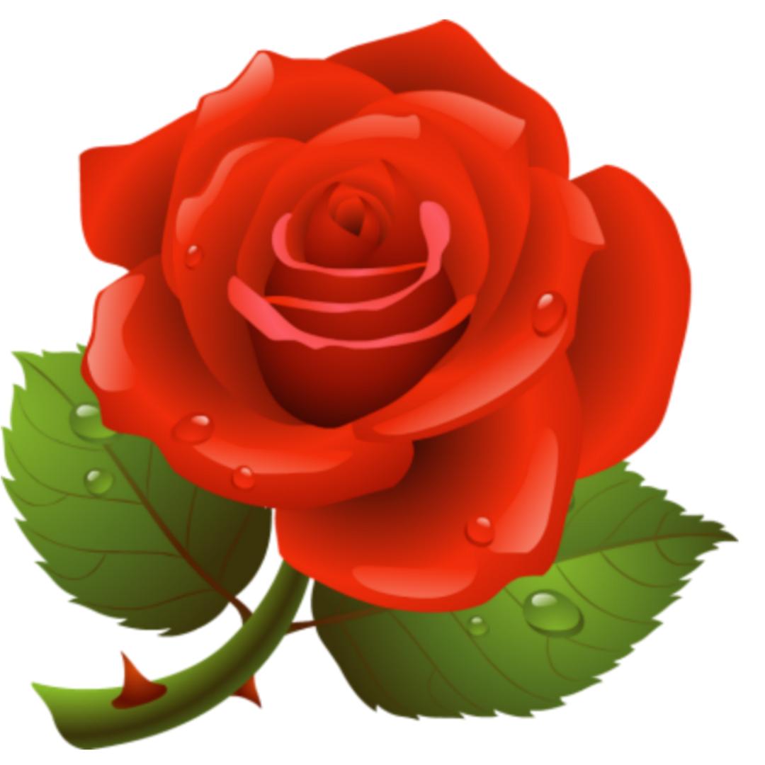 🌹玫瑰佳人🌹