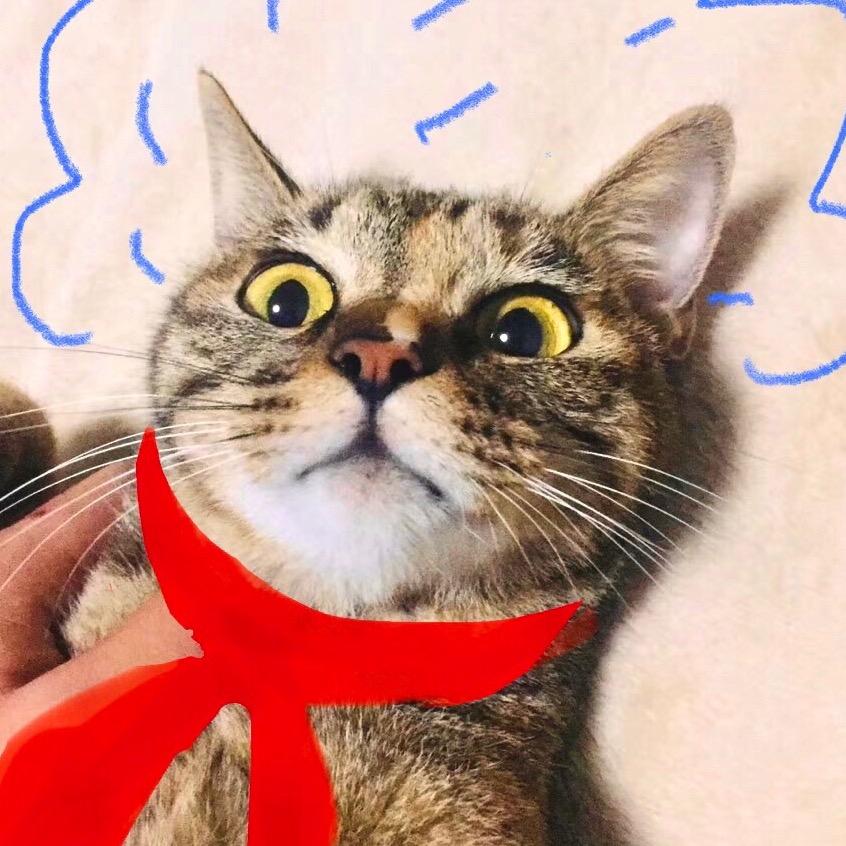 养猫的阿树🧣