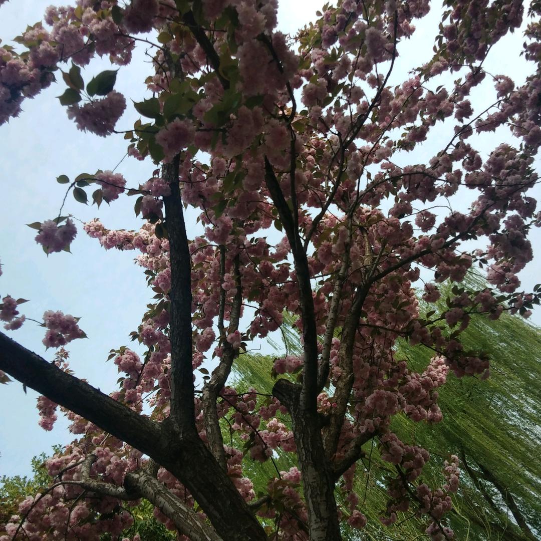 菊
