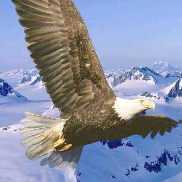 鹏程萬麗🦅🦜🎤