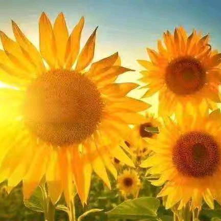 cossen 胶原蛋白眼膜护肤（206）