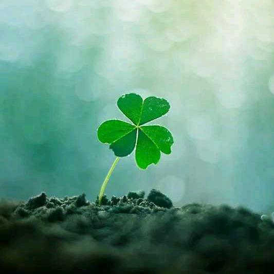 食全食美羊杂砂锅《后庄店