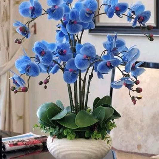 芳