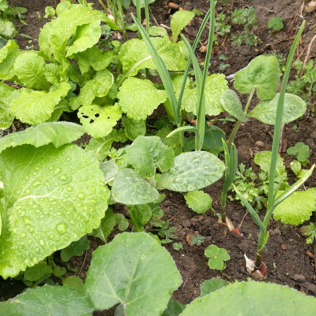 ༺࿈李不清࿈༻