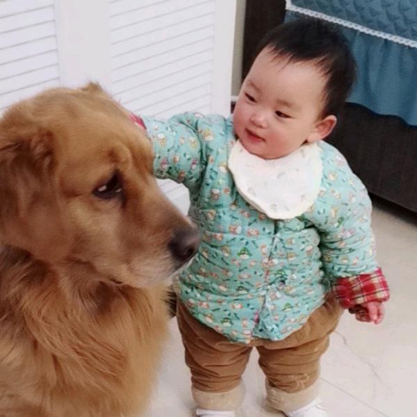 灵犬哈利