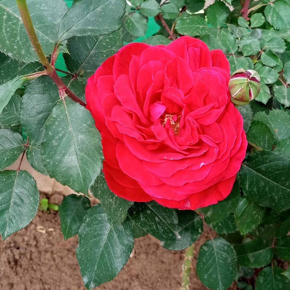 ❤蓉蓉姐❤