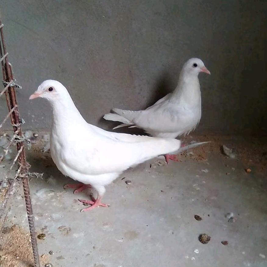 鸽鸟奇观设计制作